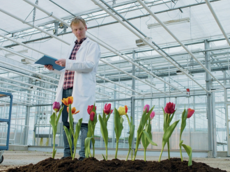 L'Office de Tourisme des Pays-Bas célèbre le 1er avril avec une vidéo humoristique sur la tulipe