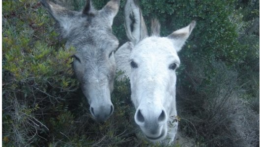 Débroussaillage écologique au parc naturel forestier de la Croix des Gardes