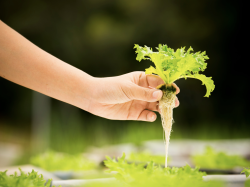 Maraîchage : Appel à candidatures pour l'exploitation d'un terrain agricole à Nice Maraîchage : Appel à candidatures pour l'exploitation d'un terrain agricole à Nice