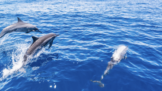 La France doit mieux protéger les lanceurs d'alerte et… les dauphins