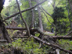Création d'îlots de sénescence à Breil-sur-Roya en faveur de la biodiversité des forêts
