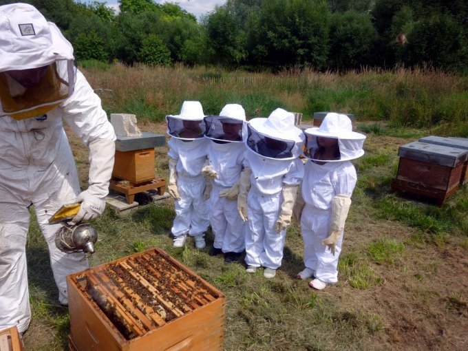 Miel : les apiculteurs