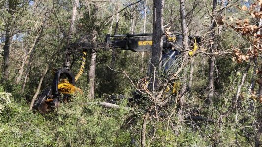  Dans la Forêt des Maures, des coupes groupées en forêts publiques et privées