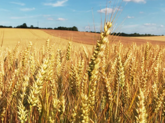 Monde : une grande insécurité alimentaire