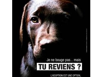 Nice : Campagne de sensibilisation contre l'abandon des animaux 