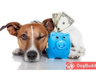 Quand la passion des chiens rapporte de l'argent : un dog-sitter peut gagner 10.000€ de revenus complémentaires par an !