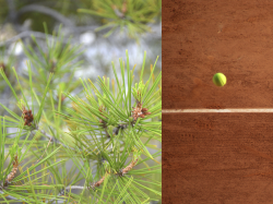 Roland Garros : des dons en caisse pour reboiser les forêts communale de Beuil et domaniale de la Madone