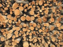Le bois, nouvelle culture du bâti