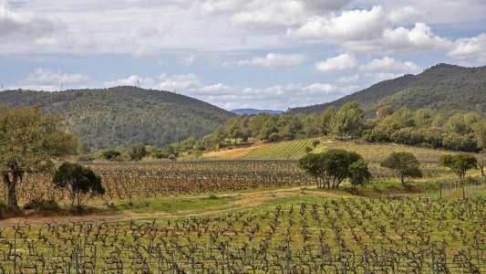 Vins de Provence rosés, un millésime 2022 prometteur