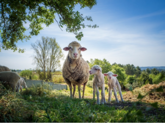 L'Eco-pâturage, c'est dans la nature de Mandelieu !