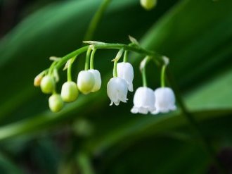 Vente de muguet : le dispositif de l'année 2021 précisé