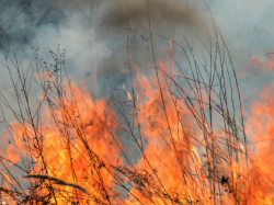 Situation climatique : interdiction de tous brûlages de végétaux jusqu'au 20 février 2022 inclus dans les Alpes-Maritimes