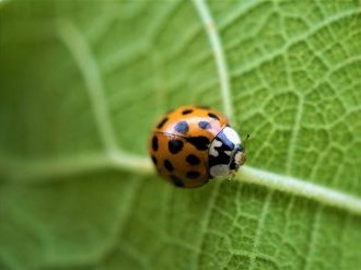 Saint-Paul-de-Vence va réaliser un Atlas de la Biodiversité Communale (ABC)