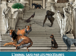 Colloque CERDP : L'animal saisi par les procédures
