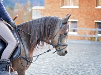 Une nouvelle aide sectorielle aux centres équestres et aux poney clubs recevant du public