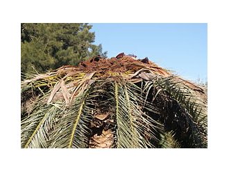 Le Pradet s'engage dans la voie innovante du bio contrôle pour la protection de ses palmiers