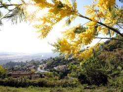 Mandelieu-la-Napoule rejoint le cercle des villes 4 Fleurs en Région Sud Mandelieu-la-Napoule rejoint le cercle des villes 4 Fleurs en Région Sud