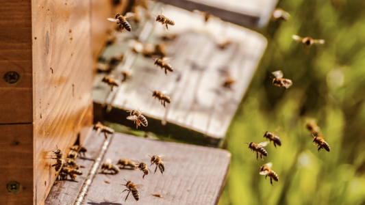 La Métropole récompensée pour son action en faveur de l'apiculture et la défense des pollinisateurs
