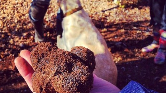 Truffes : C'est maintenant le bon moment !