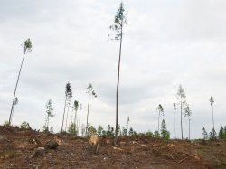 Calamité agricole liée à la tempête Alex : Reconnaissance par le comité national de gestion des risques en agriculture et lancement des procédures d'indemnisation