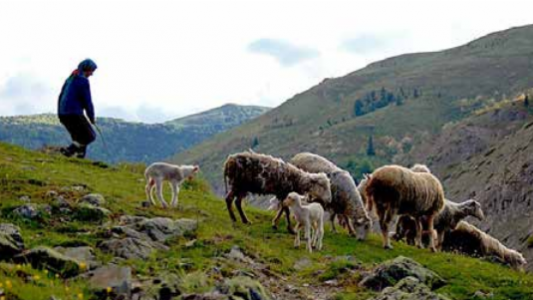 Berger : le bonheur est dans le pré