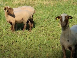Trois moutons mourerous pour nettoyer les zones herbées d'Antibes Juan-les-Pins