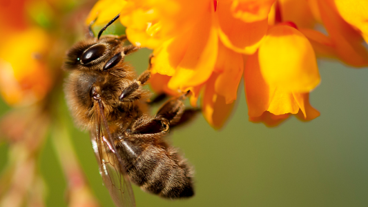 Un plan national en faveur des insectes pollinisateurs et de la pollinisation