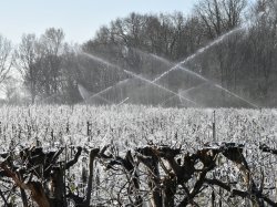 Vague de froid : la Région Sud débloque une enveloppe de 500 000 € pour les agriculteurs touchés