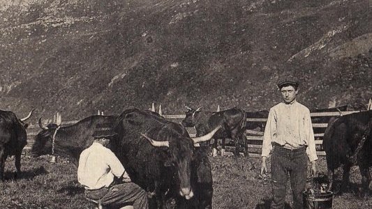 Patrimoine azuréen : le lait en circuit court !