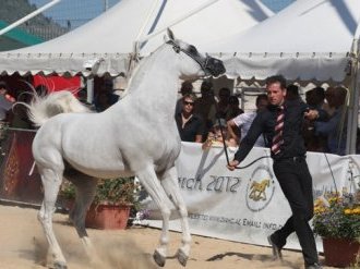 Championnat du Pur-sang Arabe de Menton 24e édition - 13 & 14 juin