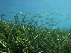 Pour l'agence de l'eau, la Méditerranée est "une mer fragile mais bien vivante"