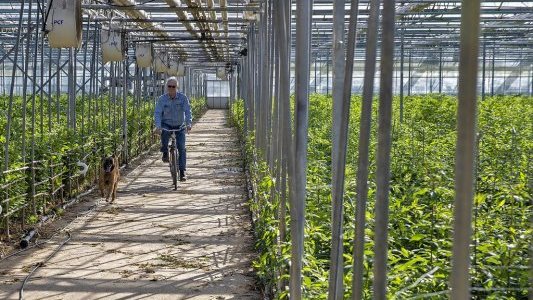 A Hyères, Olsthoorn Floriculture, une production éco-responsable