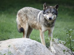 Loup : une cohabitation toujours aussi difficile entre le prédateur et les troupeaux