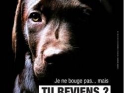 Nice : Campagne de sensibilisation contre l'abandon des animaux 