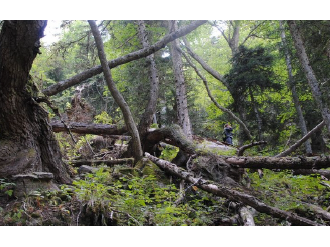 Création d'îlots de sénescence à Breil-sur-Roya en faveur de la biodiversité des forêts