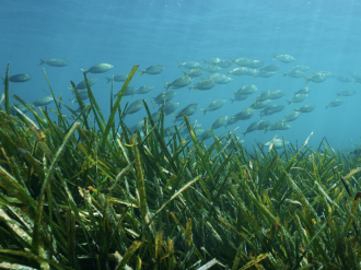 Pour l'agence de l'eau, la Méditerranée est "une mer fragile mais bien vivante"