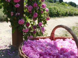 Grasse : Un actif cosmétique créé à partir de tiges de rosier