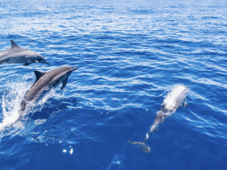 La France doit mieux protéger les lanceurs d'alerte et… les dauphins