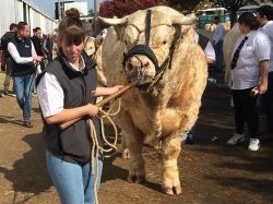Élevage : sur la piste aux étoiles Élevage : sur la piste aux étoiles