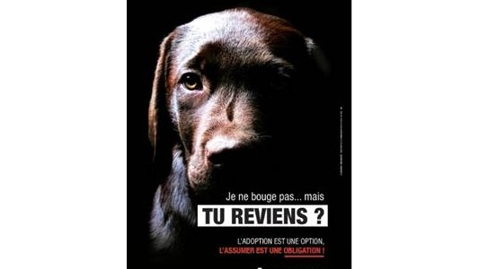 Nice : Campagne de sensibilisation contre l'abandon des animaux 