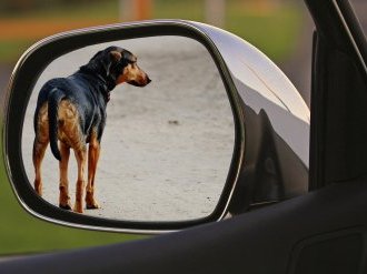 Webinaire : « Les actes de cruautés commis sur les animaux », par Laurent Bègue, Professeur de psychologie sociale