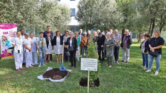 A l'hôpital Sainte-Musse, un Arbre de Vie pour remercier les donneurs d'organes