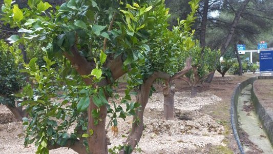 Menton : L'échangeur 59 complanté de 22 citronniers