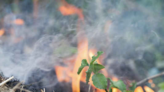 Période rouge réglementant l'emploi du feu : interdiction des brulages de végétaux jusqu'au 30 septembre 2022