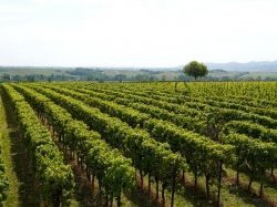 Le Gouvernement annonce un nouveau programme de soutien à la filière viticole