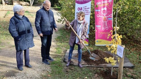 Un Ginkgo Biloba planté au Domaine de Baudouvin